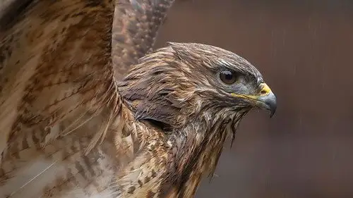 Springwatch Temporada 19 Episodios 5 • Sub Español