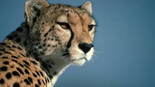 Nature S18E10 • Oglądaj Online