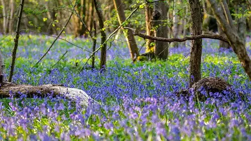 Springwatch Temporada 19 Episodios 11 • Sub Español