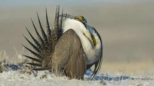 Nature S33E17 • Oglądaj Online