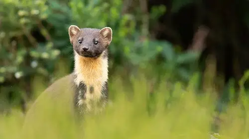 Springwatch Temporada 22 Episodios 7 • Sub Español