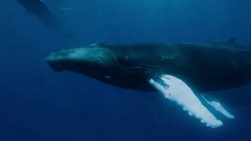OceanXplorers Temporada 1 Episodios 1 • Sub Español