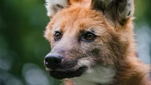 Nature S41E9 • Oglądaj Online
