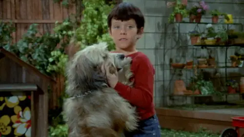 The Brady Bunch Temporada 1 Episodios 18 • Sub Español