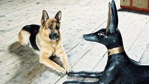 Rex, un policía diferente Temporada 8 Episodios 13 • Sub Español