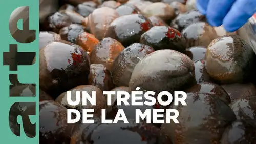 ARTE 360° Reportage Temporada 25 Episodios 15 • Sub Español