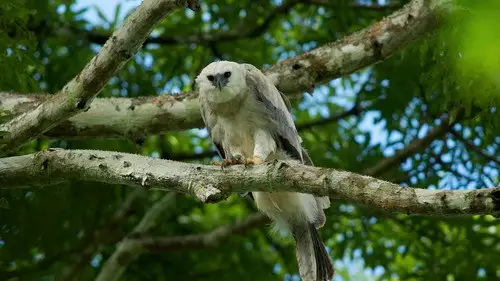 Nature S30E3 • Oglądaj Online