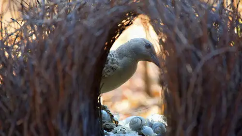 Nature S15E10 • Oglądaj Online