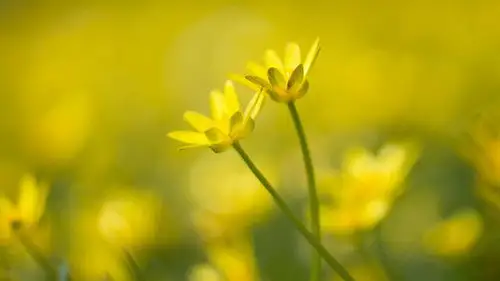 Springwatch Temporada 19 Episodios 10 • Sub Español