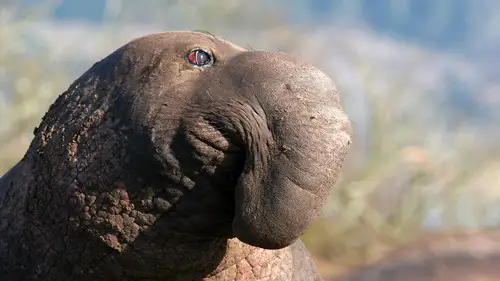 Nature S26E4 • Oglądaj Online