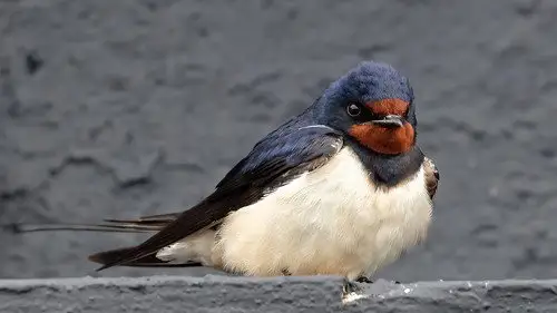 Springwatch Temporada 21 Episodios 10 • Sub Español