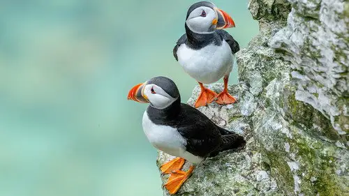 Springwatch Temporada 24 Episodios 4 • Sub Español