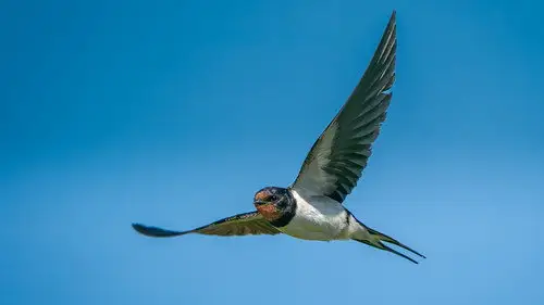 Springwatch Temporada 23 Episodios 10 • Sub Español