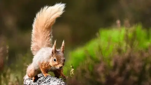 Springwatch Temporada 17 Episodios 9 • Sub Español