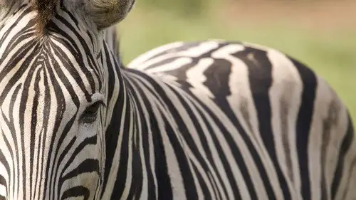 Nature S10E14 • Oglądaj Online