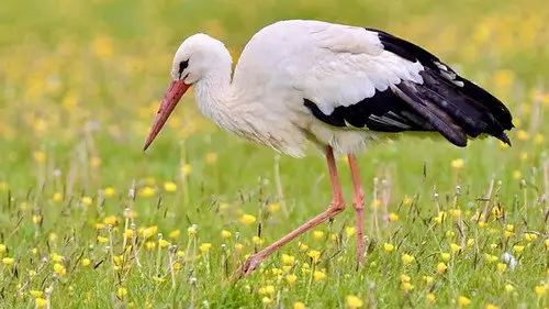 Springwatch Temporada 18 Episodios 12 • Sub Español