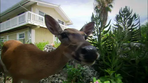 Nature S31E12 • Oglądaj Online