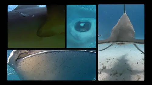 Shark Week S26E7 • Oglądaj Online