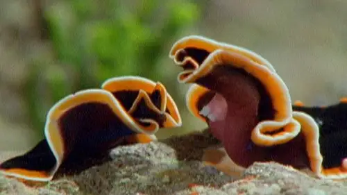Nature S19E8 • Oglądaj Online