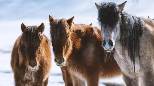 Nature S37E9 • Oglądaj Online