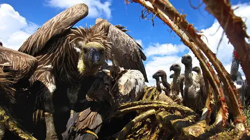 Mundo Natural Temporada 33 Episodios 10 • Sub Español