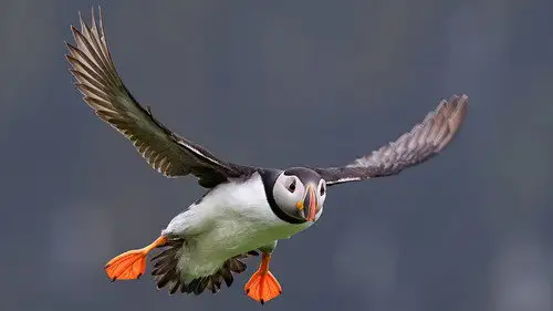 Springwatch Temporada 22 Episodios 11 • Sub Español