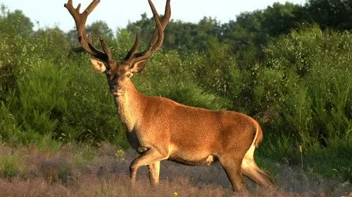 Nature S33E8 • Oglądaj Online