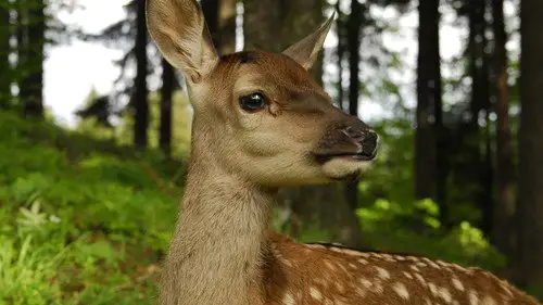 Nature S26E13 • Oglądaj Online
