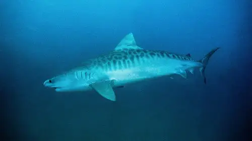 Shark Week S33E18 • Oglądaj Online