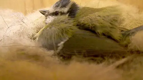Springwatch Temporada 10 Episodios 4 • Sub Español