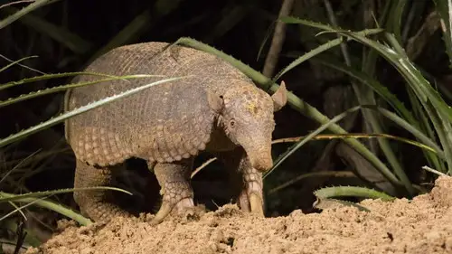 Nature S35E14 • Oglądaj Online