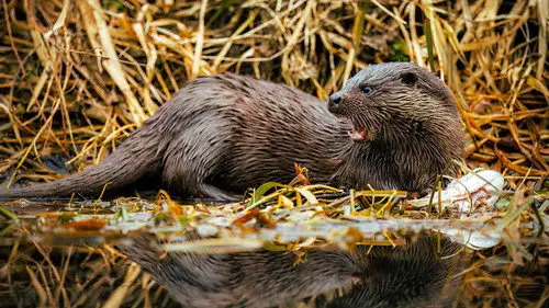 Springwatch Temporada 21 Episodios 1 • Sub Español