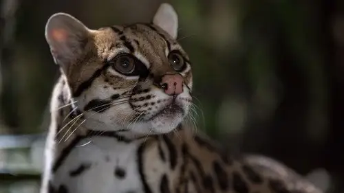 Nature S41E4 • Oglądaj Online