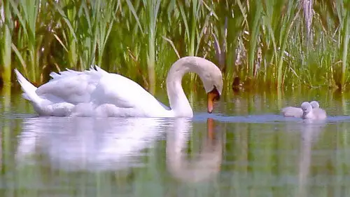 Springwatch Temporada 10 Episodios 11 • Sub Español