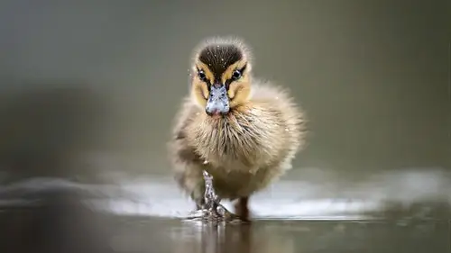 Springwatch Temporada 18 Episodios 1 • Sub Español