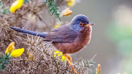 Springwatch Temporada 21 Episodios 4 • Sub Español