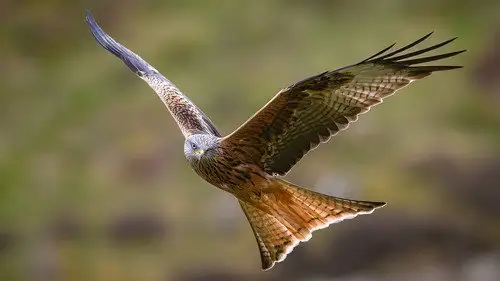Springwatch Temporada 22 Episodios 8 • Sub Español