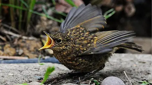 Springwatch Temporada 18 Episodios 2 • Sub Español
