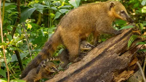 Nature S44E9 • Oglądaj Online