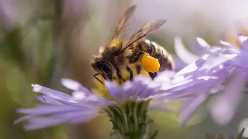 Springwatch Temporada 17 Episodios 3 • Sub Español