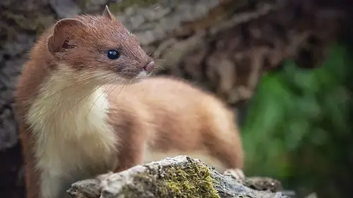 Springwatch Temporada 20 Episodios 6 • Sub Español
