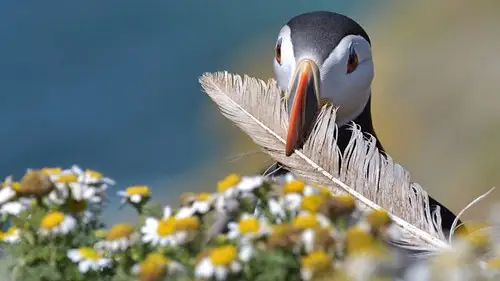 Springwatch Temporada 19 Episodios 7 • Sub Español