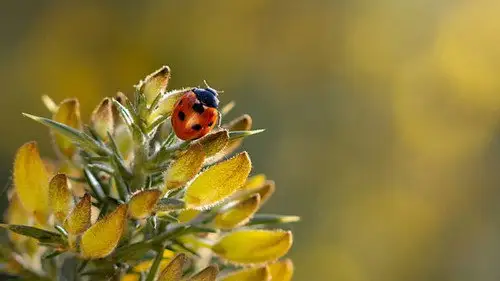 Springwatch Temporada 19 Episodios 6 • Sub Español
