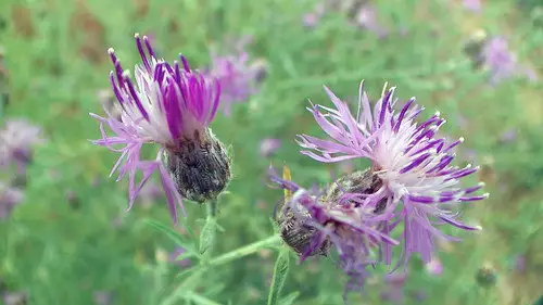 Nature S31E9 • Oglądaj Online