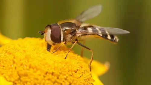 Springwatch Temporada 23 Episodios 6 • Sub Español