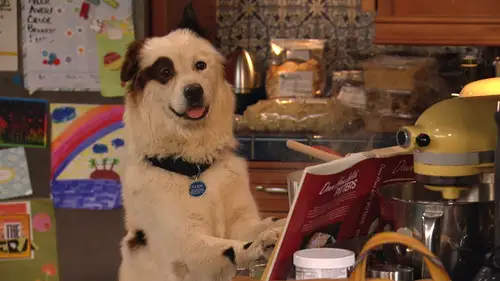 Mi perro tiene un blog Temporada 2 Episodios 12 • Sub Español