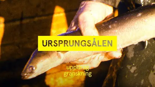 Uppdrag granskning Temporada 22 Episodios 25 • Sub Español