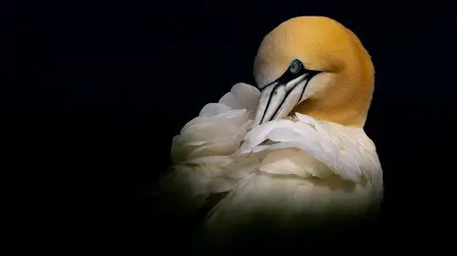 Springwatch Temporada 24 Episodios 10 • Sub Español