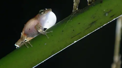 Nature S35E13 • Oglądaj Online