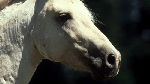 Nature S20E9 • Oglądaj Online